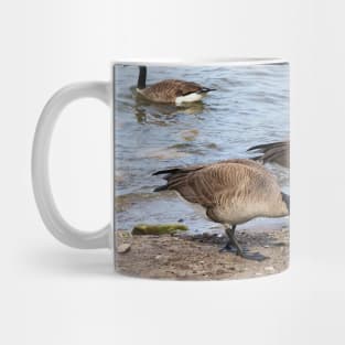 Canada Geese Along The Beach For Food Mug